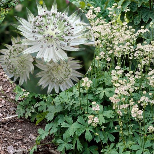Astrantia major 'Alba' - Suur tähtputk 'Alba' P9/0,55L